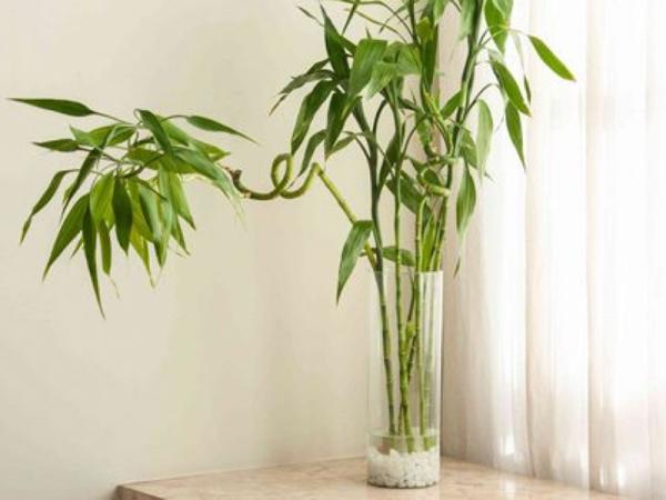 بذر گیاه بامبو